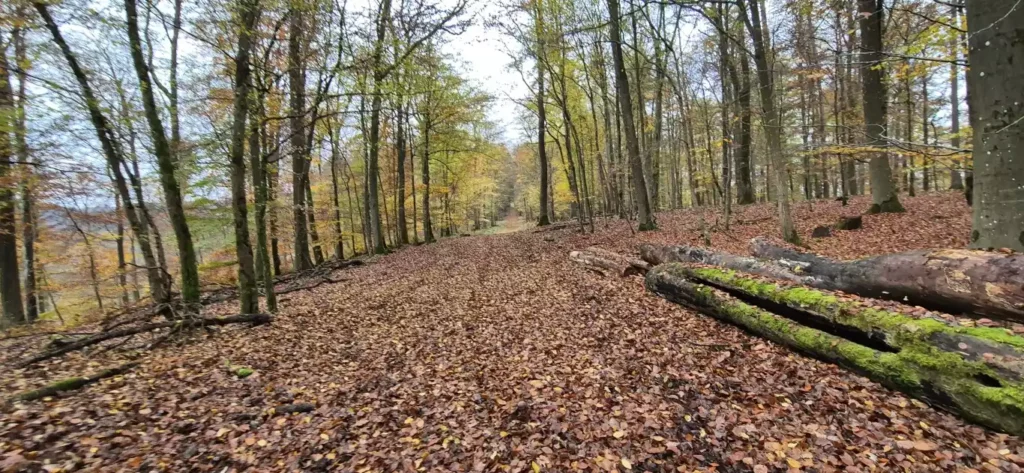Kom in de herfst of winter naar de Eifel
