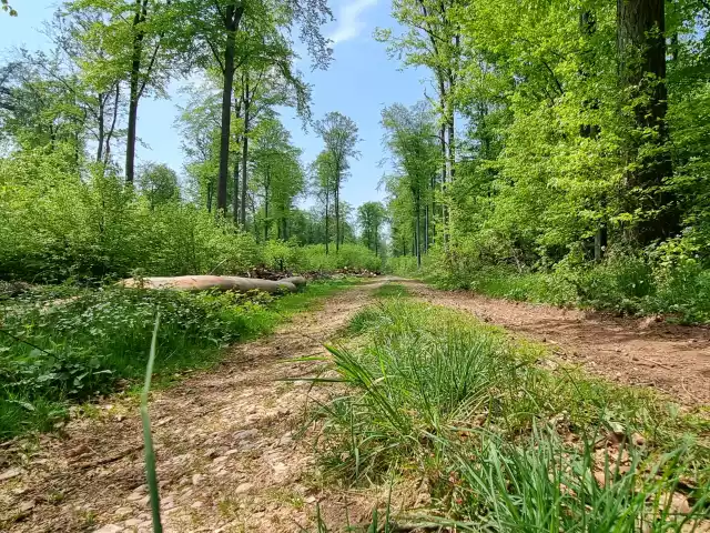 Onverhard bospad tussen groene bomen in de Vulkaaneifel.